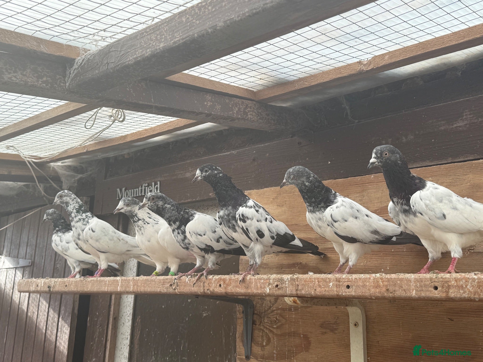 Pigeons birds Pakistani high flyers for sale  - Advert 10