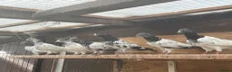 Pigeons birds for sale: Pakistani high flyers for sale  - Advert 1