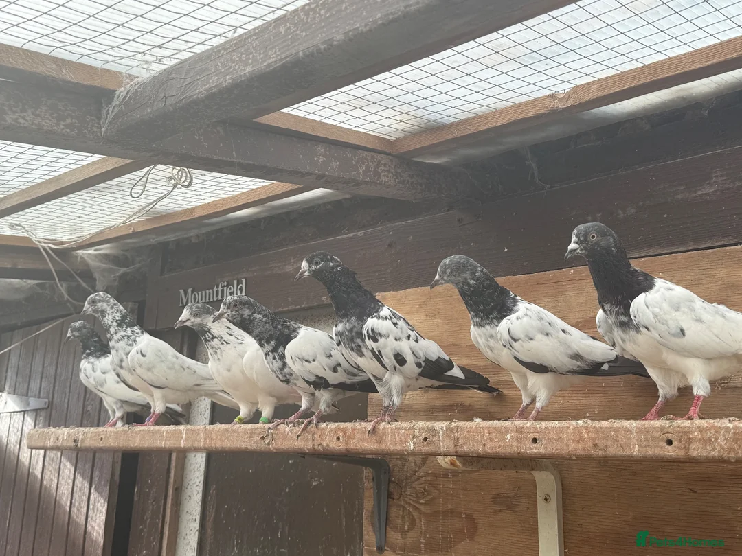 Pigeons birds for sale: Pakistani high flyers for sale  - Advert 1