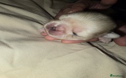 Pug dogs for sale: 6 beautiful pug puppies  - Image 3