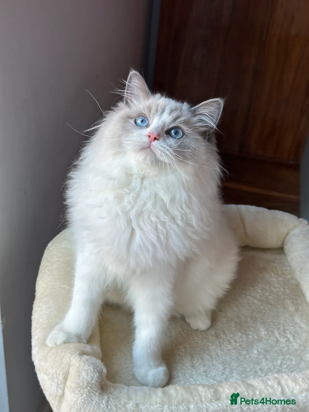 Ragdoll cats for sale:  ACTIVE CAT OR pet TICA Registered Ragdoll Kittens - Advert 24