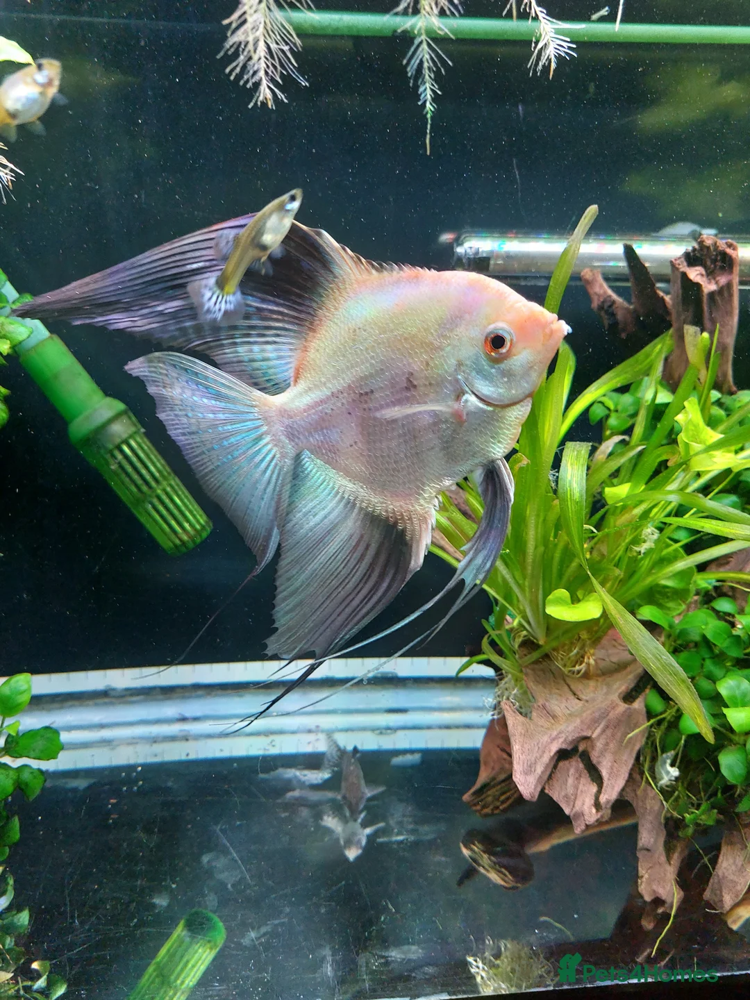 Angelfish fish for sale: Angelfish  - Advert 2