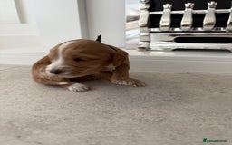 Cockapoo dogs for sale: 8 beautiful F1 cockapoo puppies - Image 12