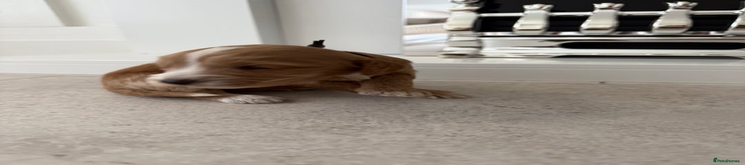 Cockapoo Puppy 7