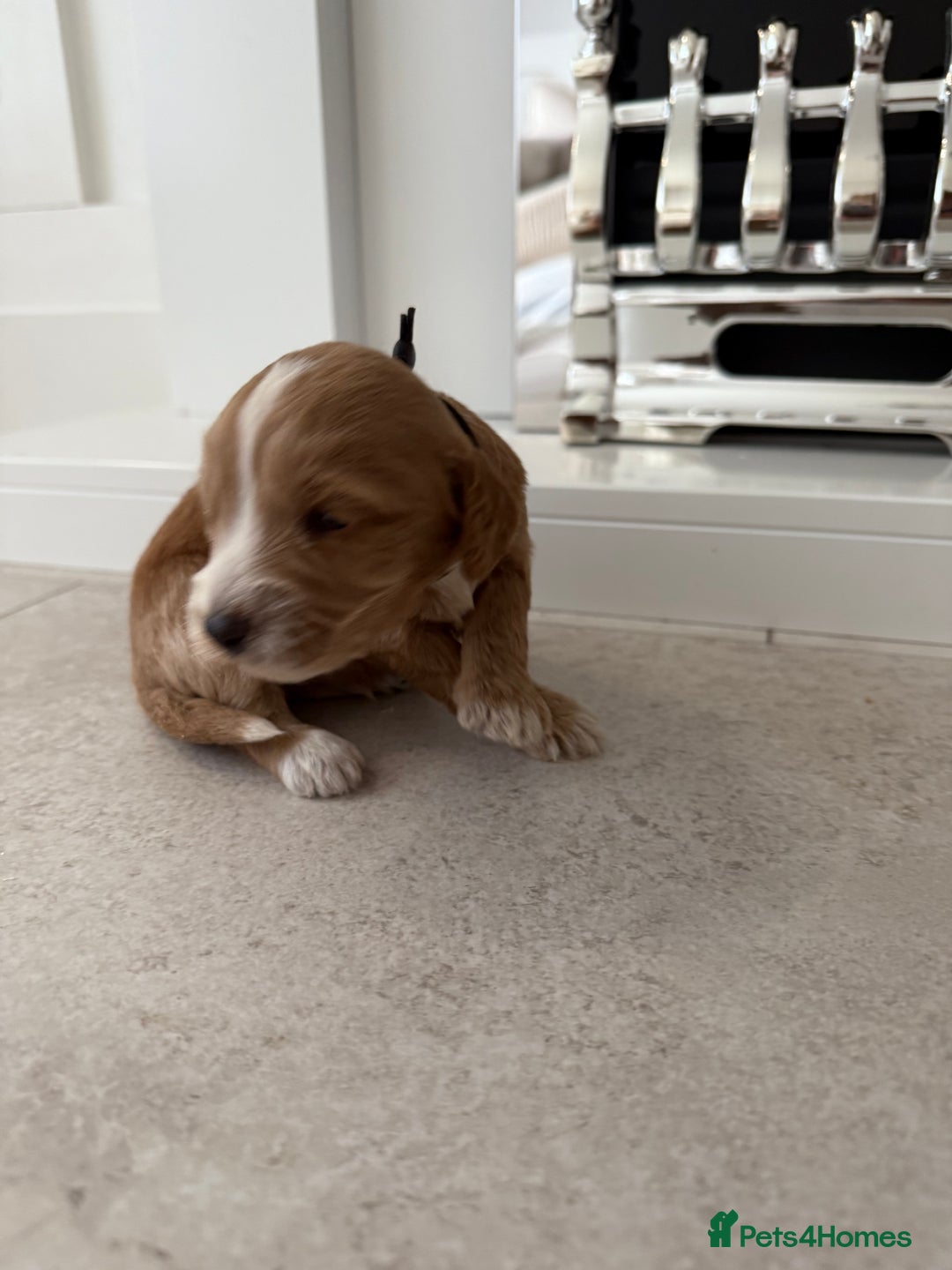 Cockapoo dogs for sale: 8 beautiful F1 cockapoo puppies - Image 12