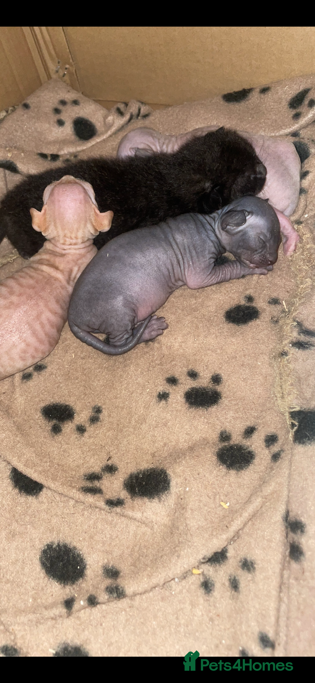 Sphynx cats for sale: Beautiful Sphynx cross orinetal kittens  - Advert 27