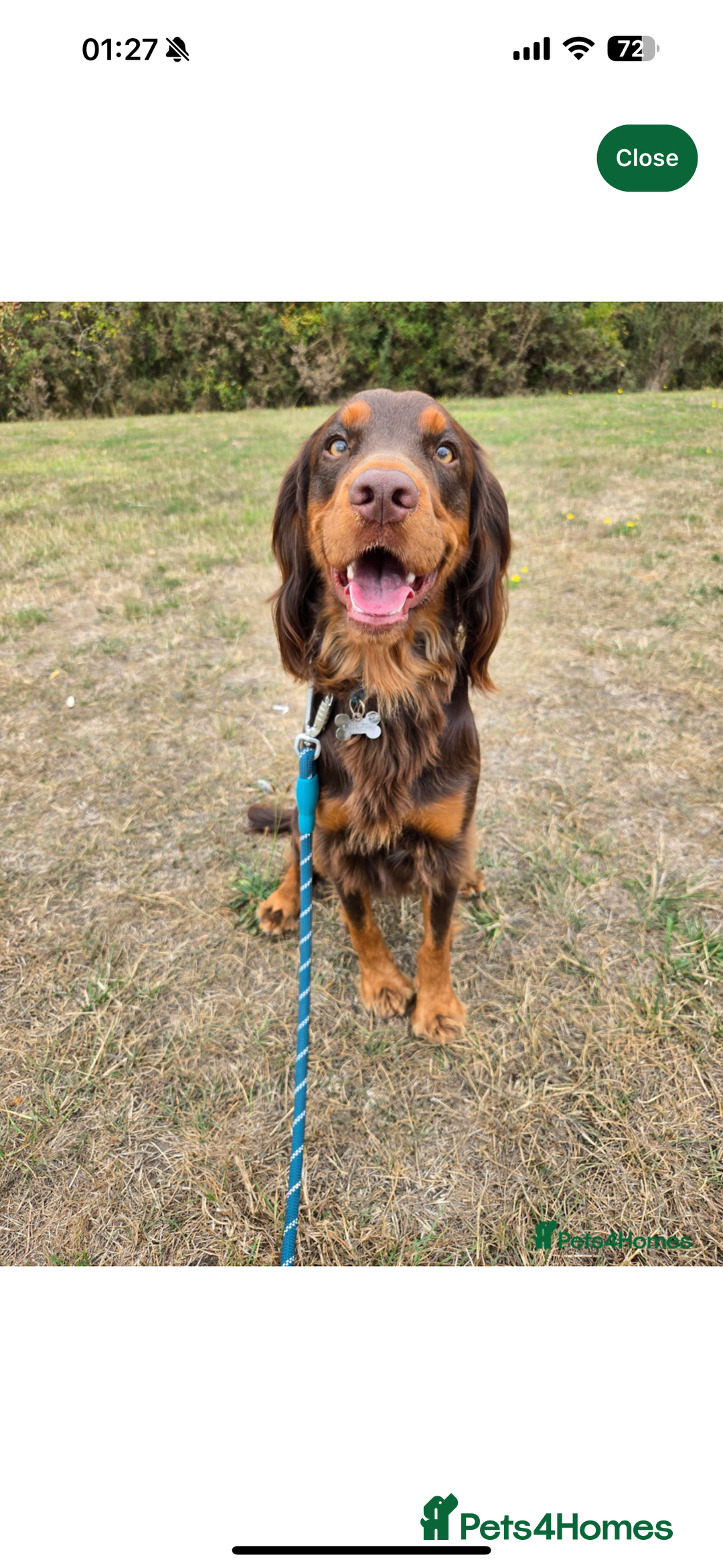 Cocker Spaniel dogs for sale: Cocker Spaniel Puppies looking for new home - Advert 9