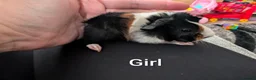 Guinea Pig rodents for sale: Funky babies  in Washington - Advert 11