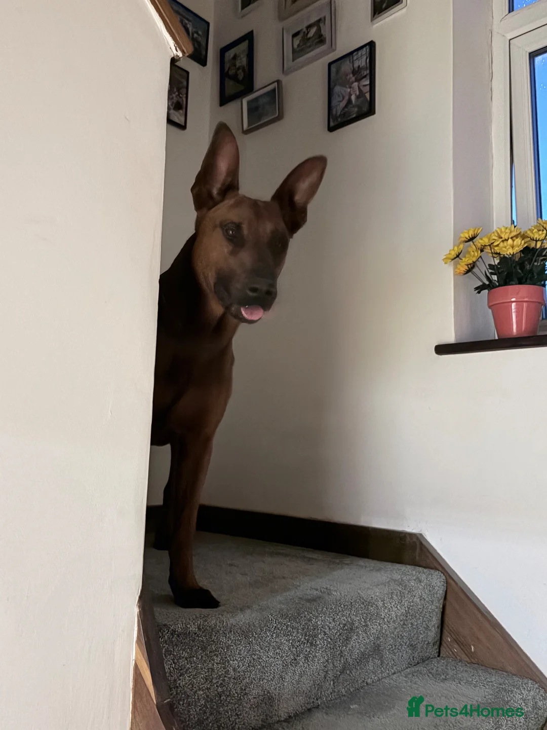 Mixed Breed dogs for sale: Malinois x Chinese Red Dog puppy in Kettering - Advert 2