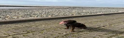 Springador dogs for sale: 🐾 Loving Home Wanted for Our Springerdor  - Advert 7