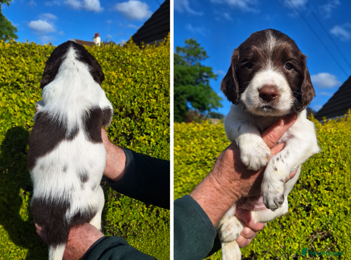 English Springer Spaniel dogs KC Working Springer Spaniel Puppies Heavily marked - Advert 1