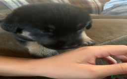 Mixed Breed dogs for sale: Labrador x German Shepard puppies - Image 21