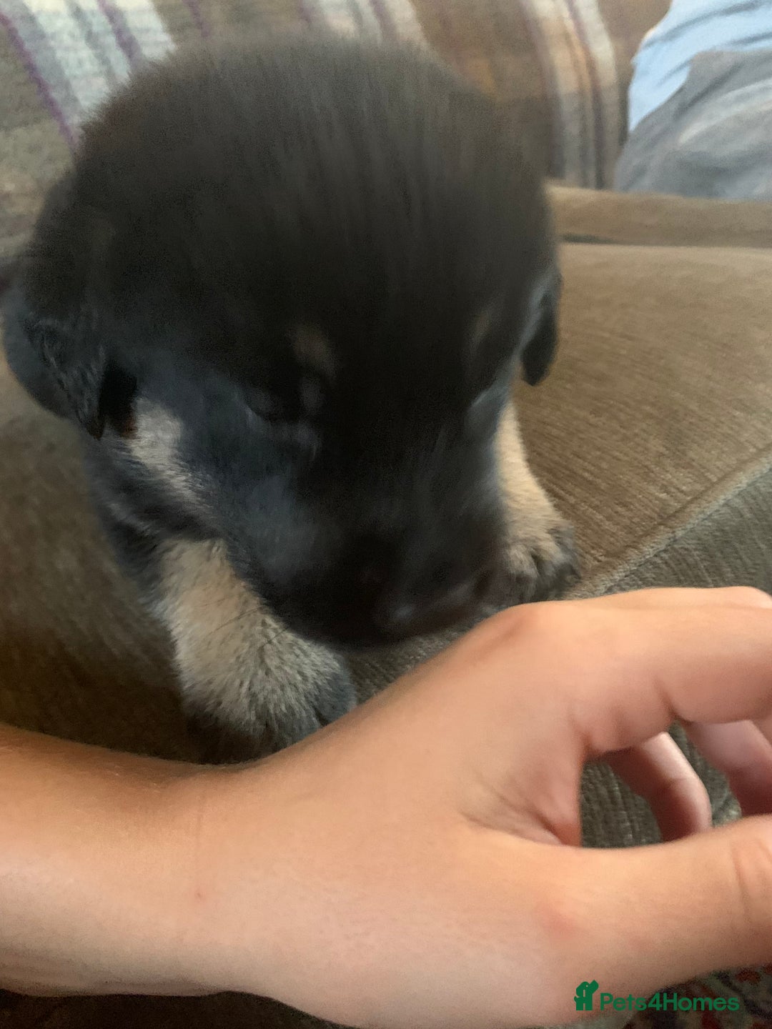 Mixed Breed dogs for sale: Labrador x German Shepard puppies - Image 21