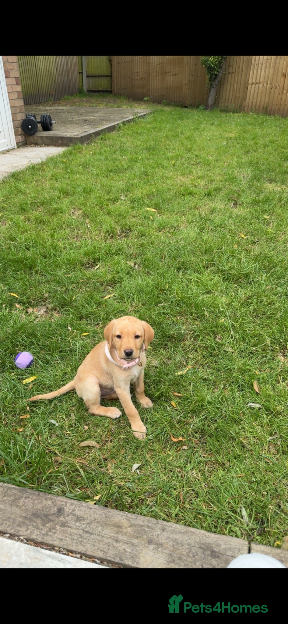 Labrador Retriever dogs 10week old yellow Labrador retriever - Advert 12
