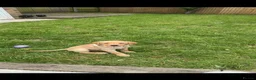 Labrador Retriever dogs for sale: 10week old yellow Labrador retriever - Advert 1