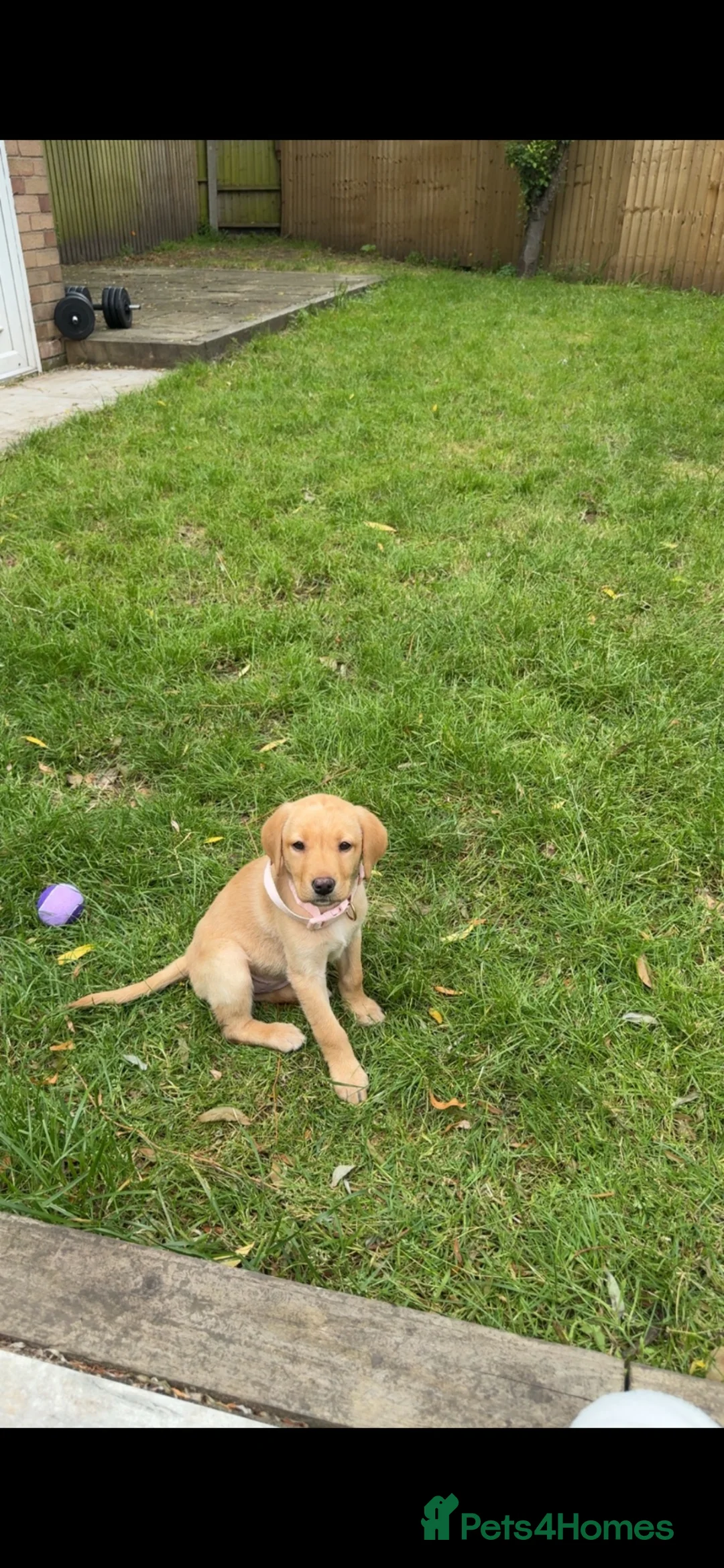 Labrador Retriever dogs for sale: 10week old yellow Labrador retriever - Advert 1