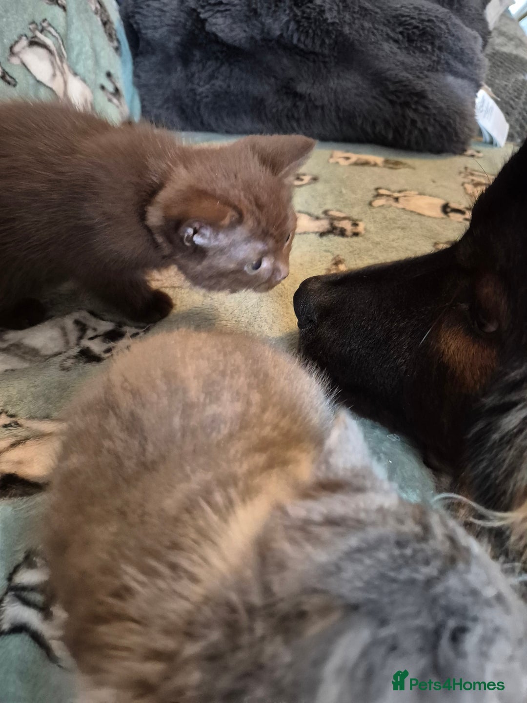 Selkirk Rex cats for sale: Pedigree selkirk rex girls non curly - Advert 23