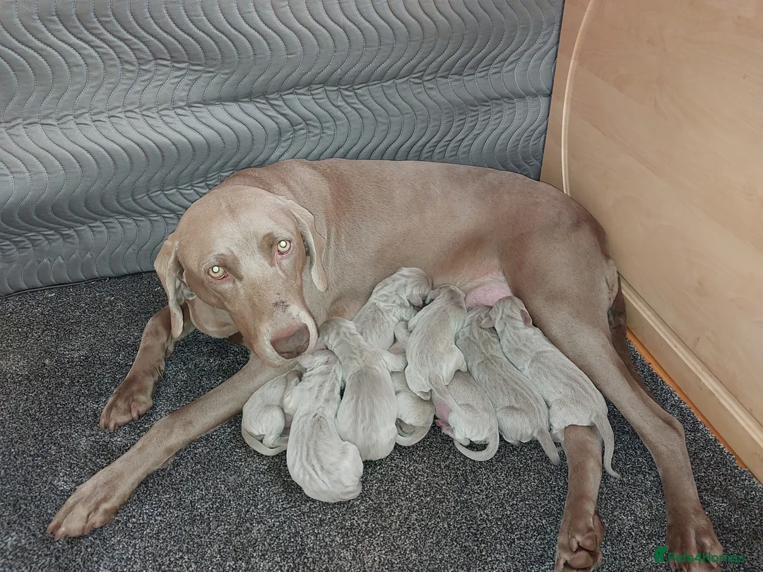 Weimaraner dogs for sale: Weimaraner puppies near Glasgow  - Advert 1
