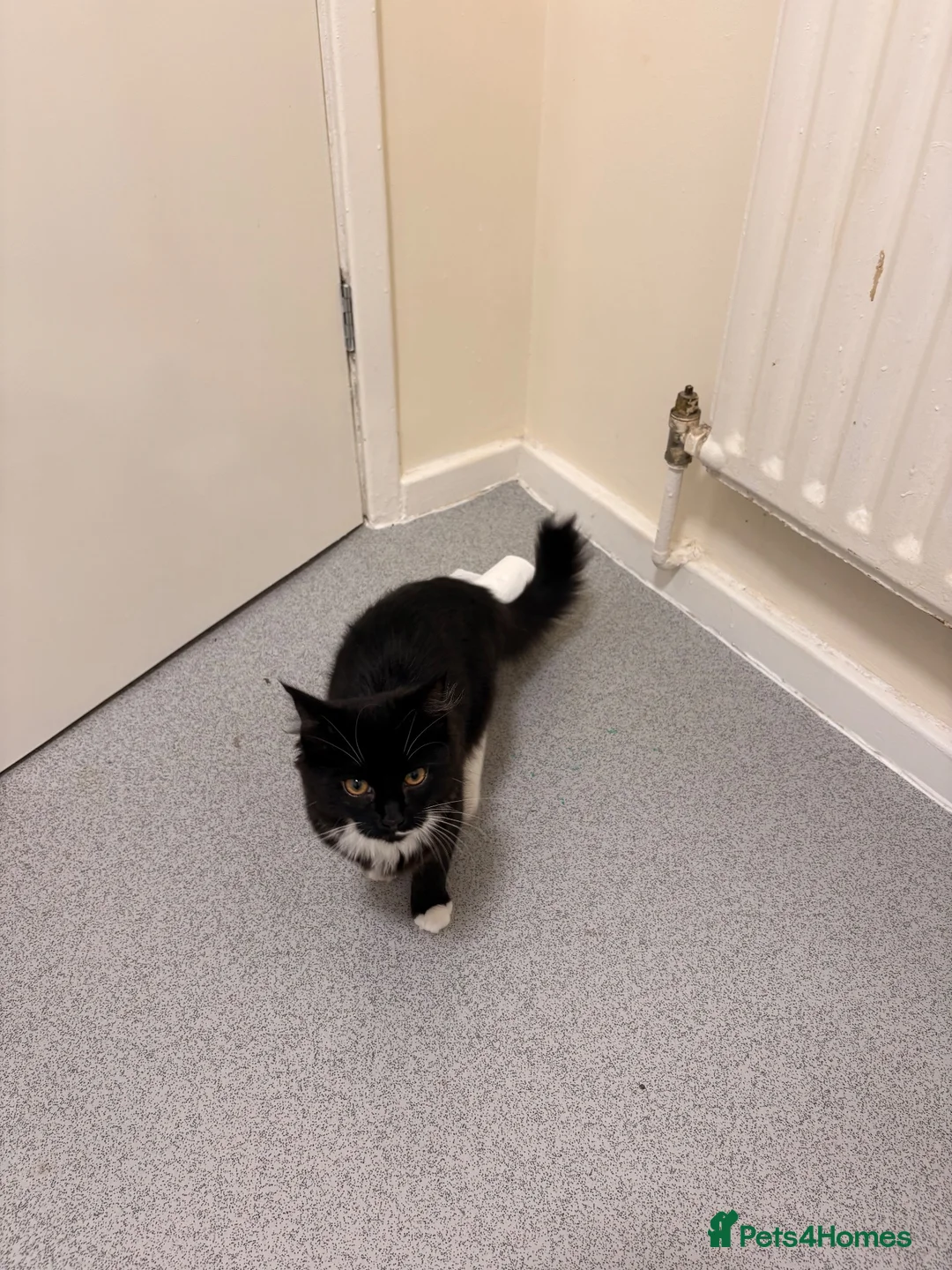 Mixed Breed cats for sale: 1 year old kitty to rehome - Advert 2