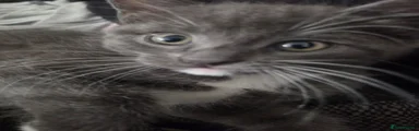 British Shorthair 2