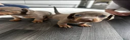 Miniature Dachshund dogs for sale: Kc Mini dachshund puppy’s  READY To LEAVE🐶🐶🐶 - Advert 18