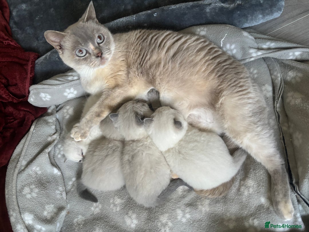 British Shorthair cats for sale: GGCF British shorthair Blue colourpoint kittens  - Image 16