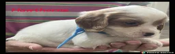 Cockalier dogs for sale: Beautiful Cockaliers - Advert 10