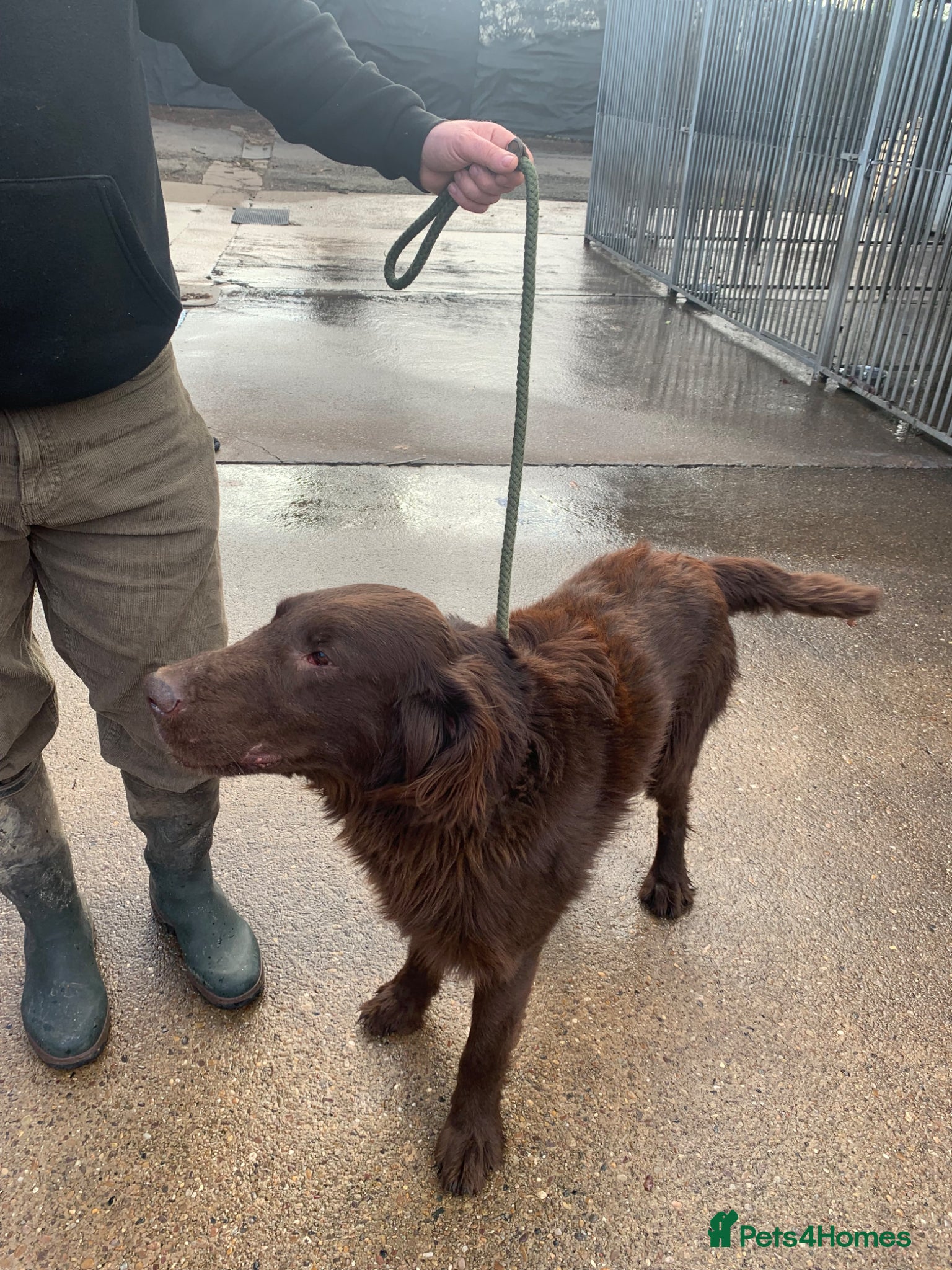 Flat coated Retriever dogs for sale: Adorable Flat Coated Retriever Puppies  - Advert 6