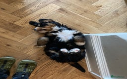 Bernedoodle dogs for sale: ⭐️⭐️F2 BERNEDOODLE PUPPIES⭐️⭐️ - Image 10