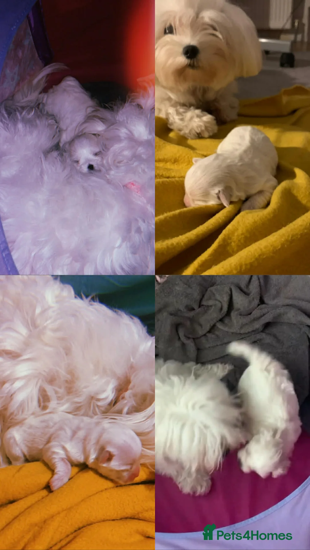 Maltipoo dogs for sale: Exquisite F1 Maltipoo Male - Advert 9