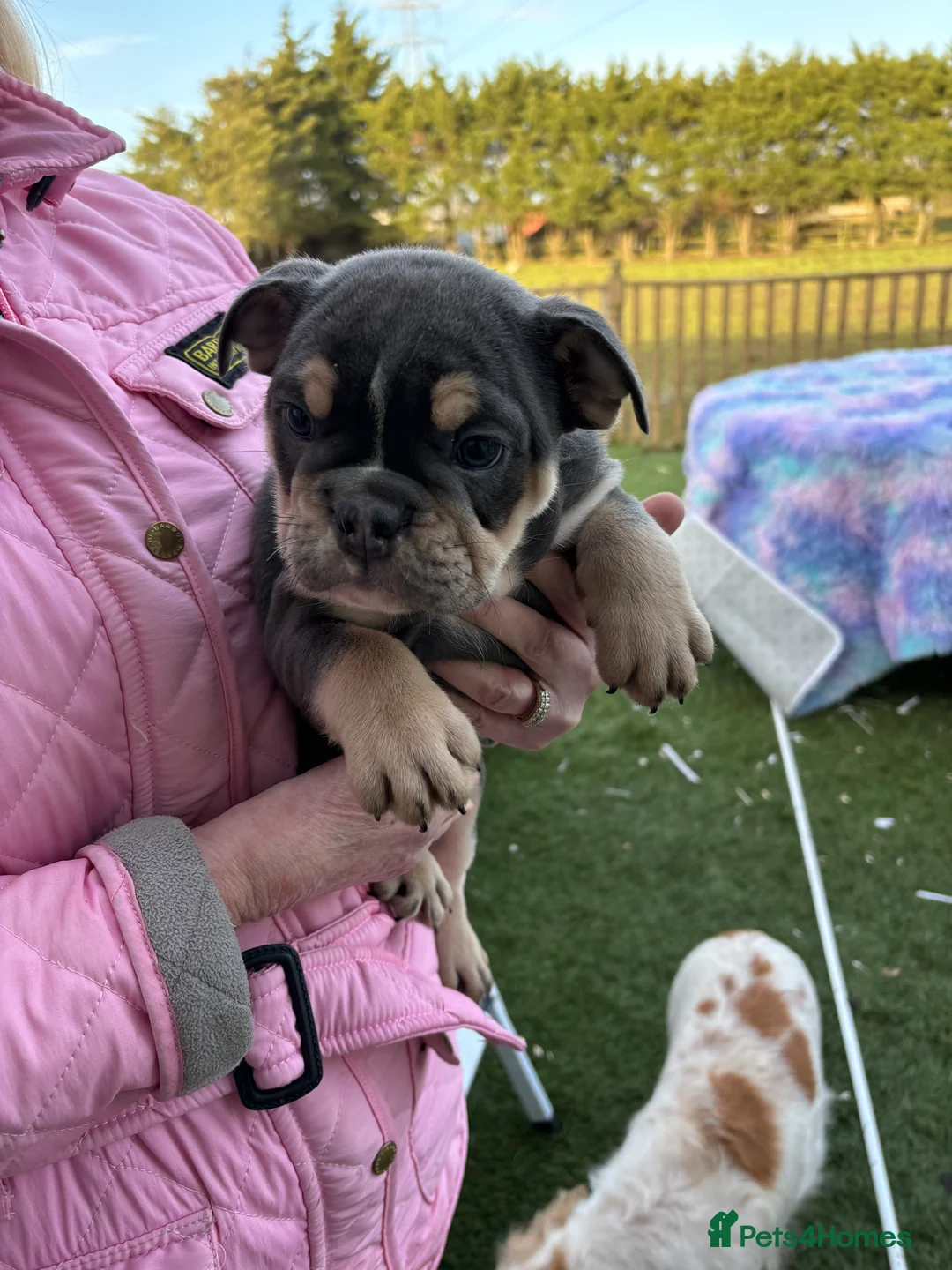 English Bulldog dogs for sale: English bulldog  - Advert 7