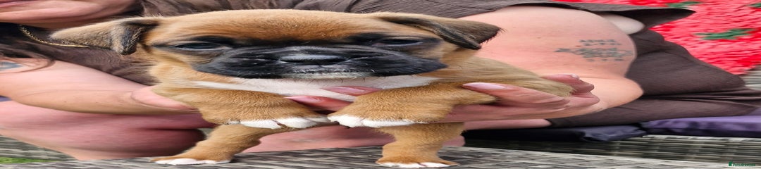 Boxer Puppy 1