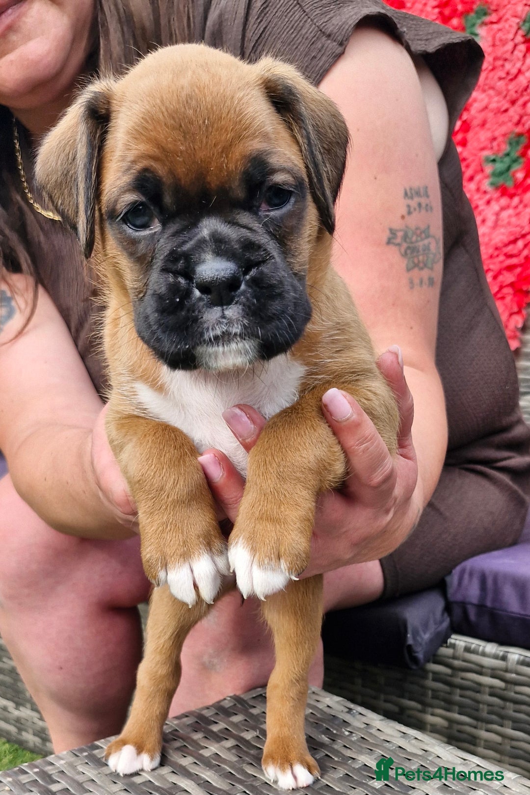 Boxer dogs for sale: Full pedigree boxer puppies  - Image 3