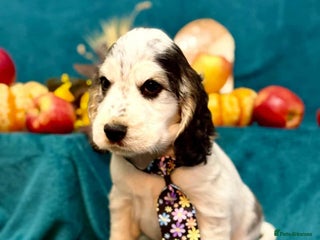 Cocker Spaniel dogs - Advert 2