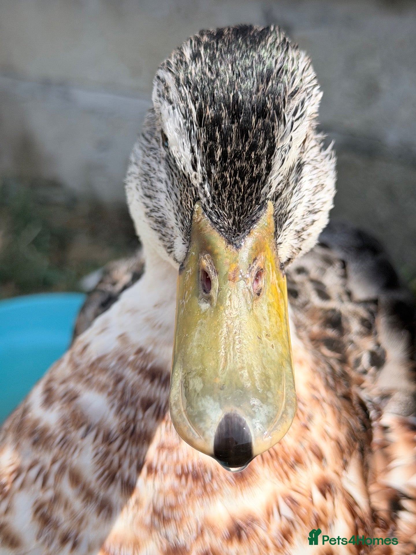 Ducks poultry 6 Male & Female Miniature Silver Appleyard Ducks  - Advert 1