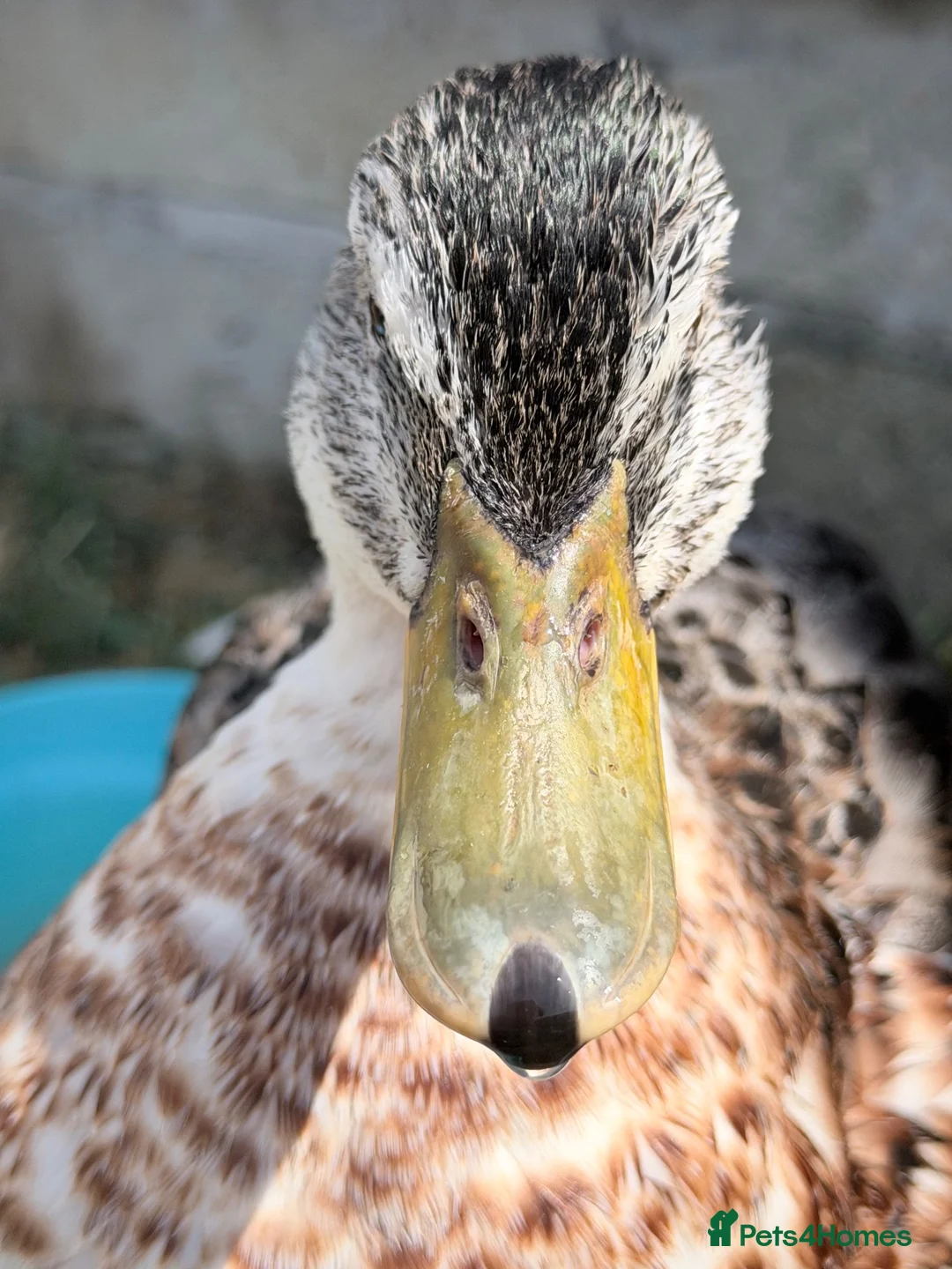 Ducks poultry for sale: 6 Male & Female Miniature Silver Appleyard Ducks  - Advert 1