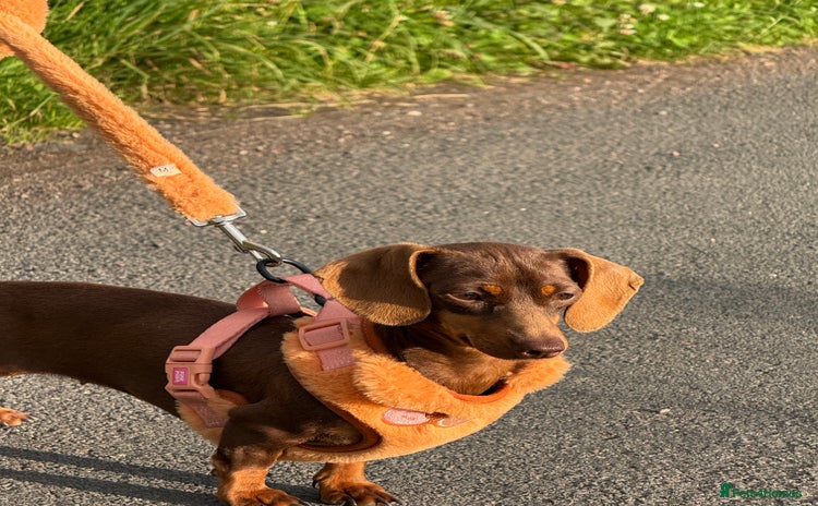 Miniature Dachshund dogs - Advert 11