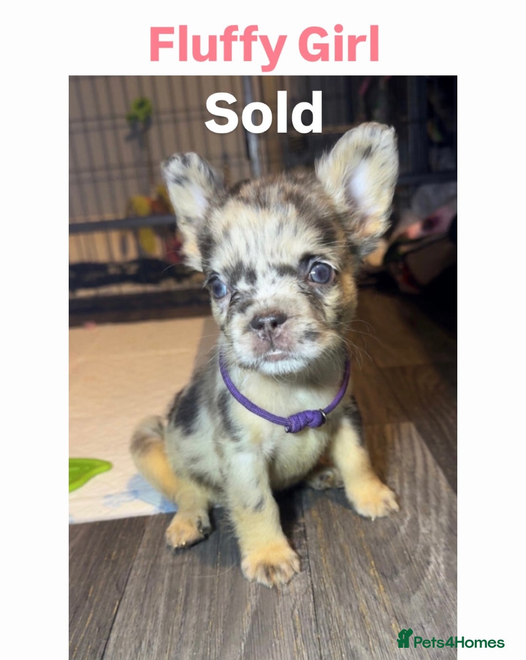 French Bulldog dogs for sale: REDUCED! French Bulldog puppies - Advert 23