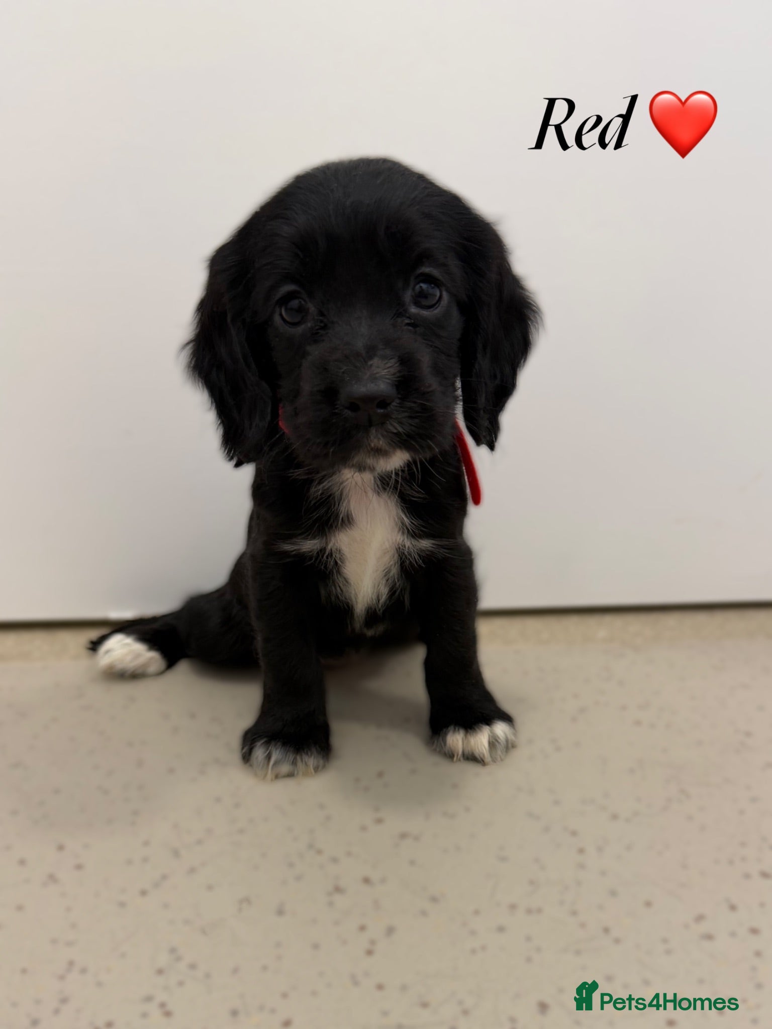 Cocker Spaniel dogs Beautiful cocker spaniel pups for sale! - Advert 2
