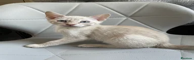 Bengal 1