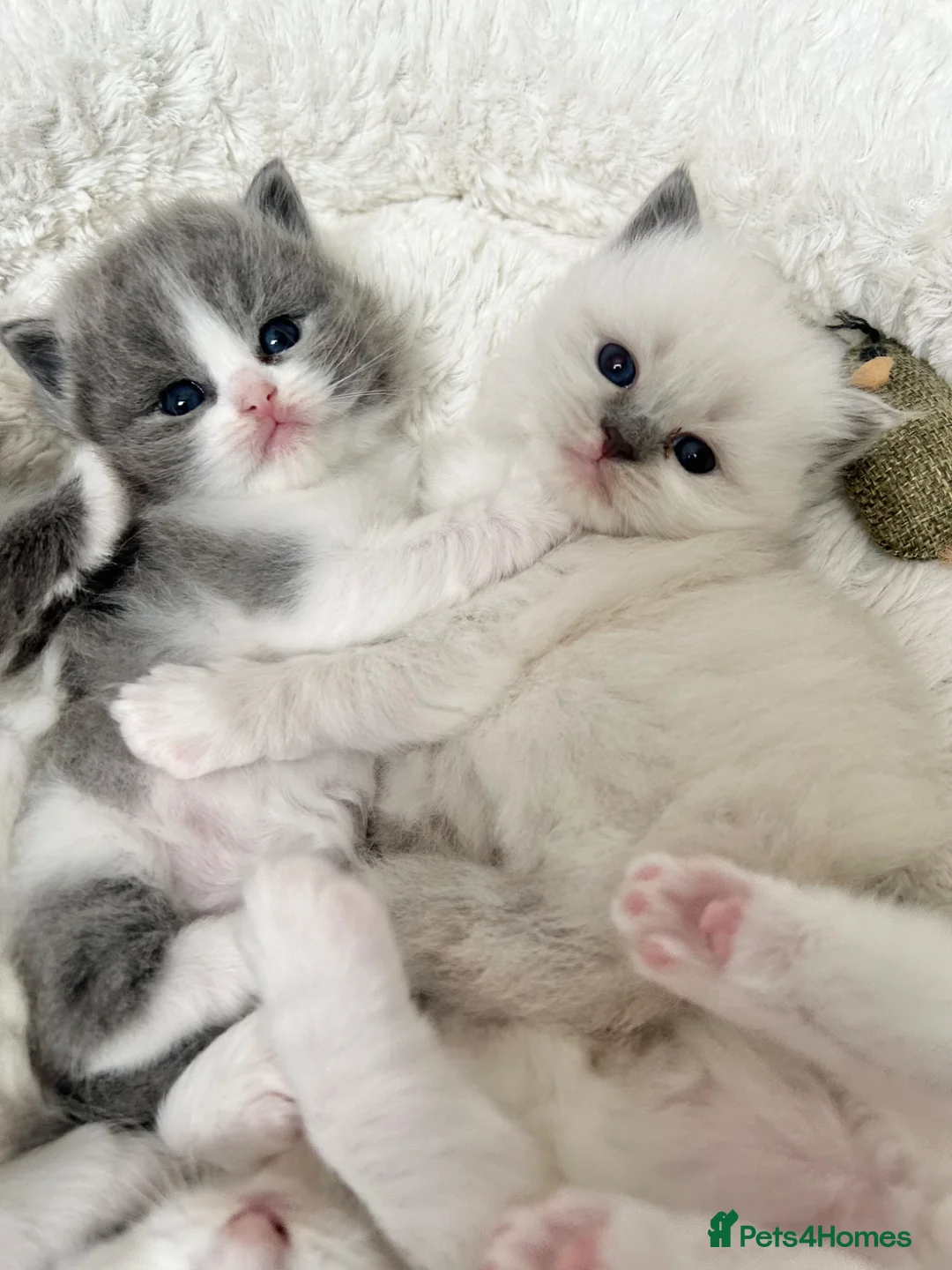 Ragdoll cats for sale: Ragdoll kittens  - Advert 2