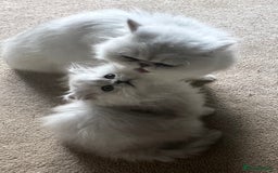 Persian cats for sale: Full Pedigree Chinchilla Kitten - Image 4
