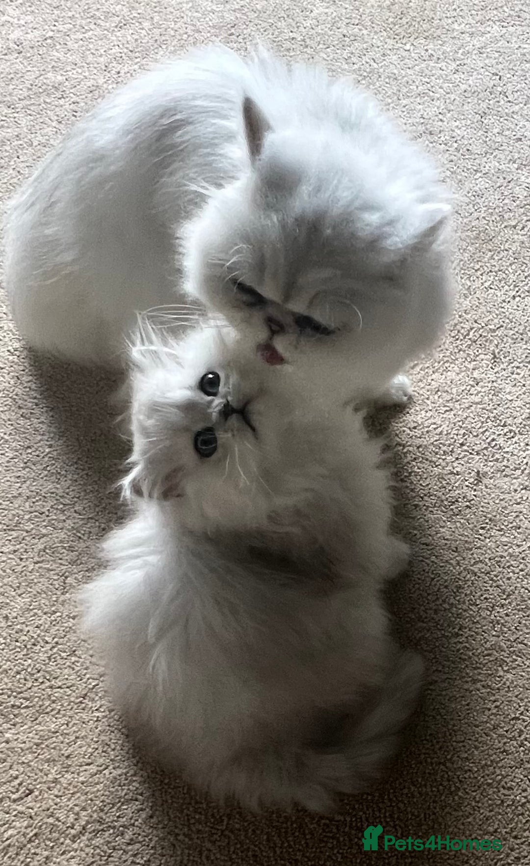Persian cats for sale: Full Pedigree Chinchilla Kitten - Image 4