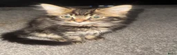 Maine Coon cats for sale: Main coon  in Nottingham - Advert 3
