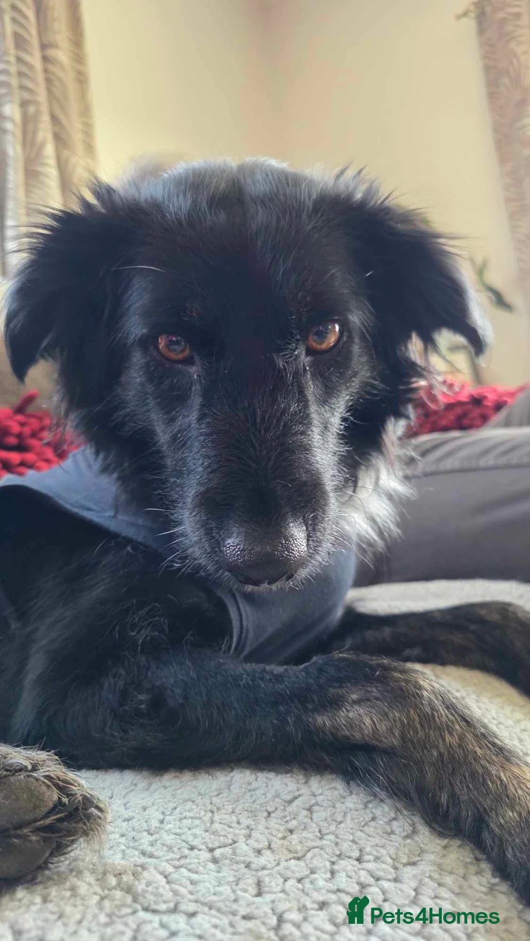 Mixed Breed dogs for adoption: TILLY (All black girl) - Advert 2