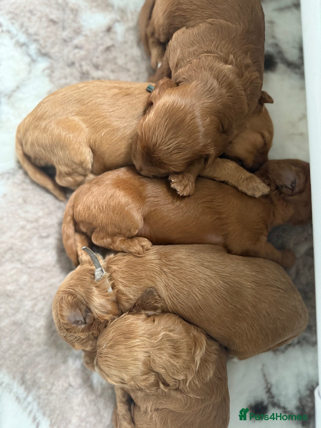 Australian Labradoodle dogs for sale: Red Australian Labradoodle Puppies - WALA Multigen - Image 14