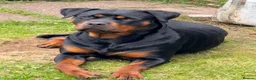 Mixed Breed dogs for sale:  Stunning Rottweiler × German Shepherd Puppies - Advert 35