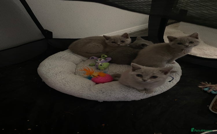 British Shorthair cats - Advert 11