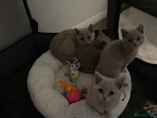 British Shorthair cats - Advert 3