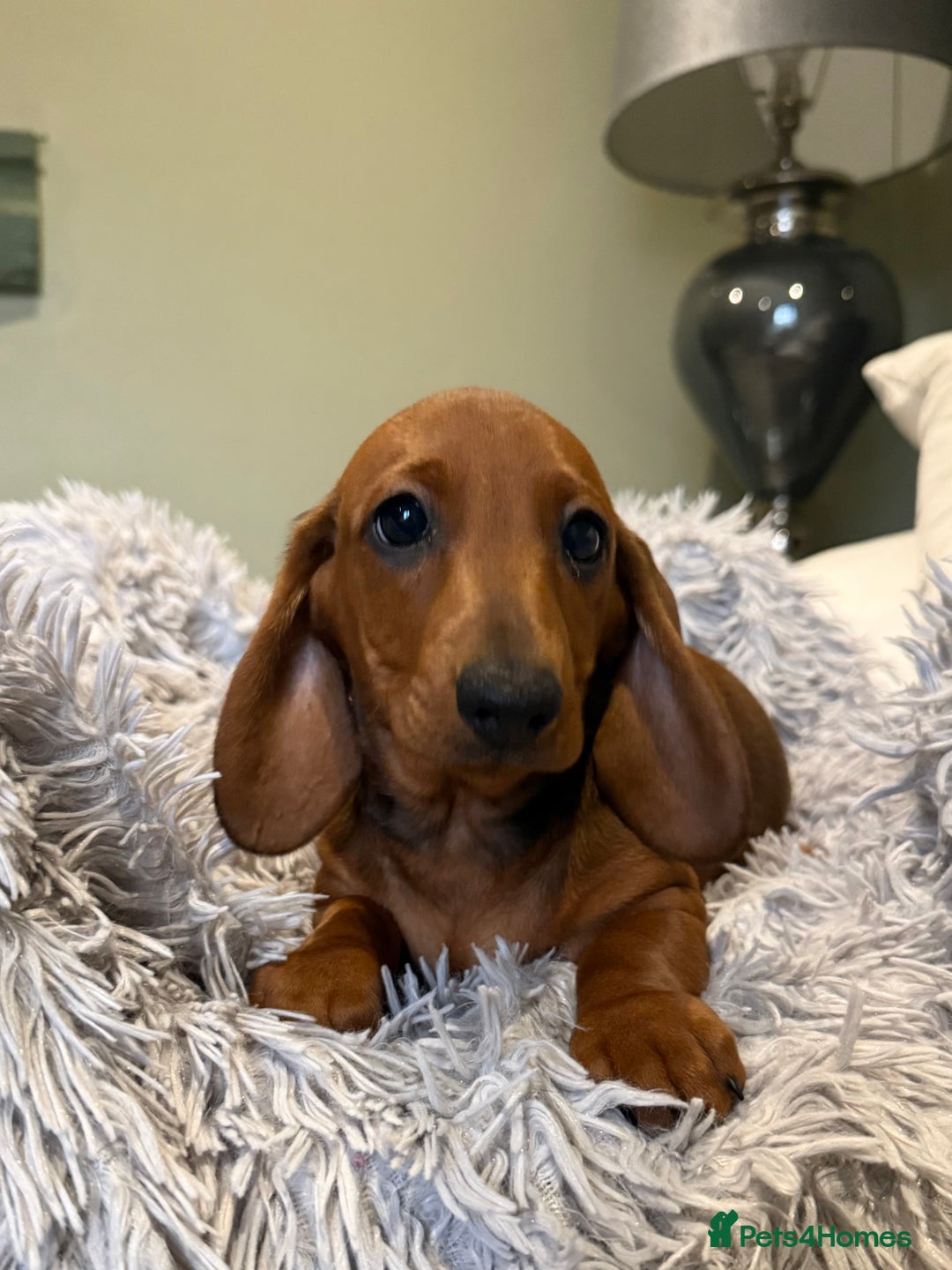 Dachshund dogs for sale: Beautiful standard dachshunds  - Advert 3